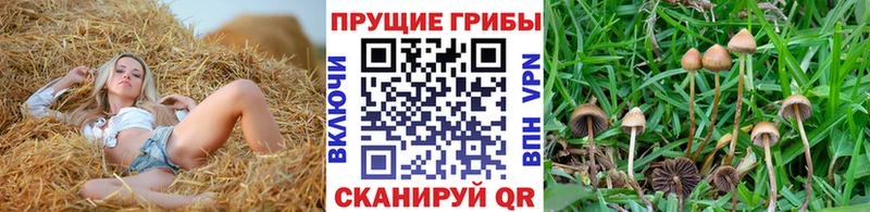 Галлюциногенные грибы MAGIC MUSHROOMS  Костерёво 